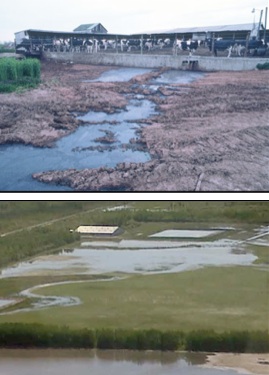 CAFOs
