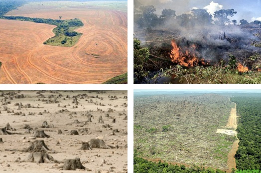 Deforestation 3