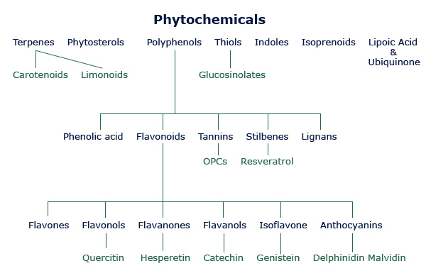 Phytochemicals Prevent Chronic Illness / BioImmersion  Therapeutic