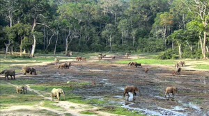 Congo Elephant 2 2