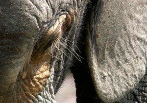 Congo Elephant 2