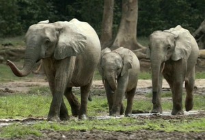 Congp elephant 3
