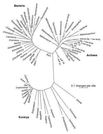 Evolutionary tree