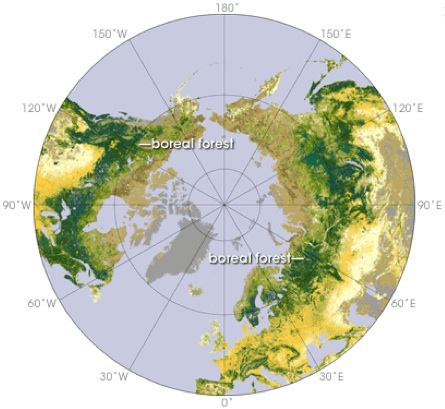 taiga northern boreal forest bacteria