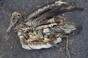 Albatros dead 2