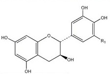 Catechin (2) 2