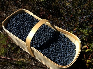 Blueberries basket